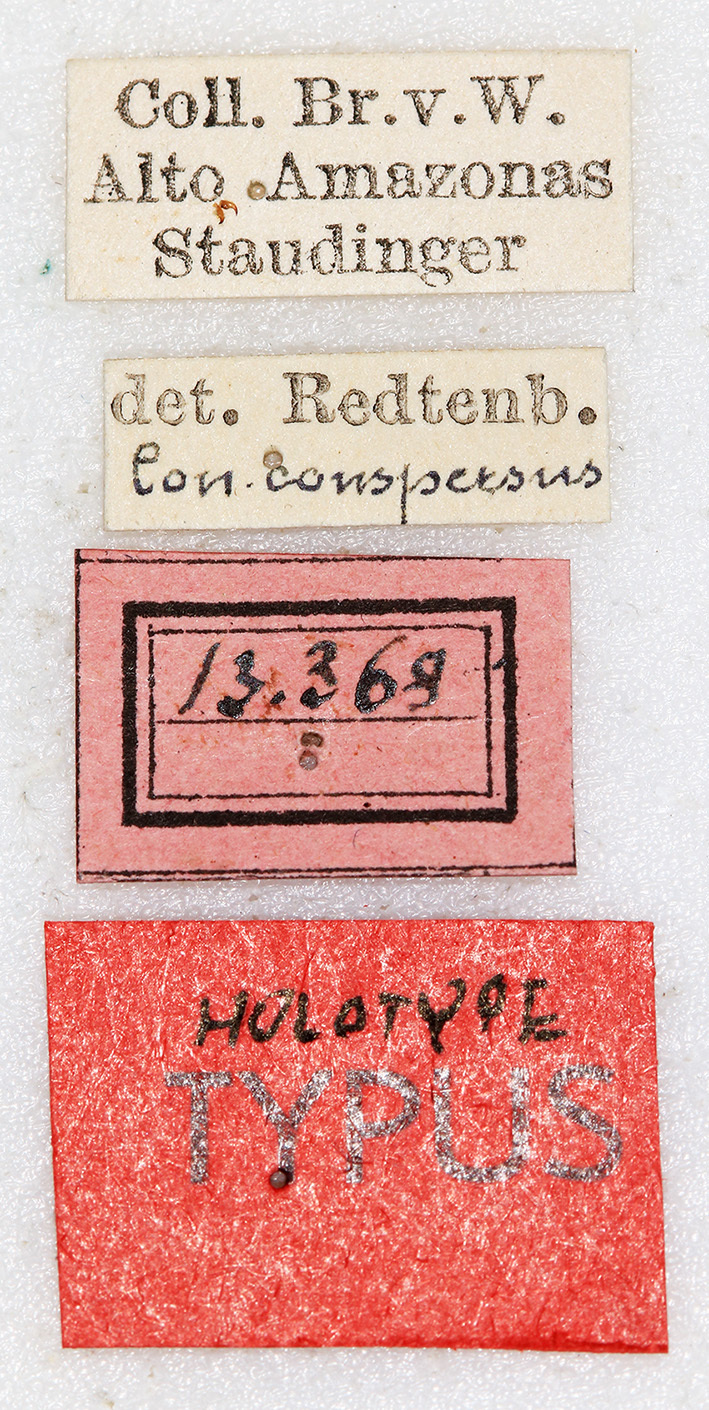 Orthoptera Species File - Neoconocephalus trochiceps (Karny, 1907)