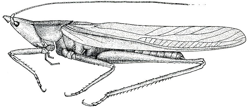Neoconocephalus velox Rehn & Hebard, 1914: Fig. 177 (after R. & H., type specimen). male habitus (tegmina 40-42 mm). (Otu).