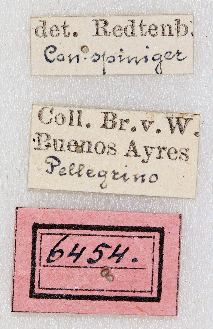 CollectionObject 1565264; 71453a57-3e45-44d7-8bc4-b76fde6a8250: labels (syntype). (CollectionObject).
