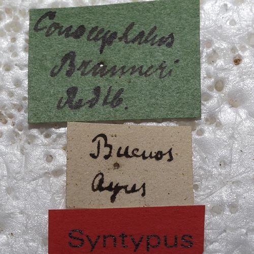 CollectionObject 1505650; 8d562f1c-a227-4884-855b-4030aa32f076: labels (syntype). (CollectionObject).