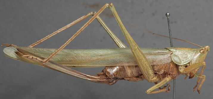 CollectionObject 1505696; f71099c5-ebd6-438a-aaf7-1ff8b05dcbe2: female, lateral view (holotype). (CollectionObject).
