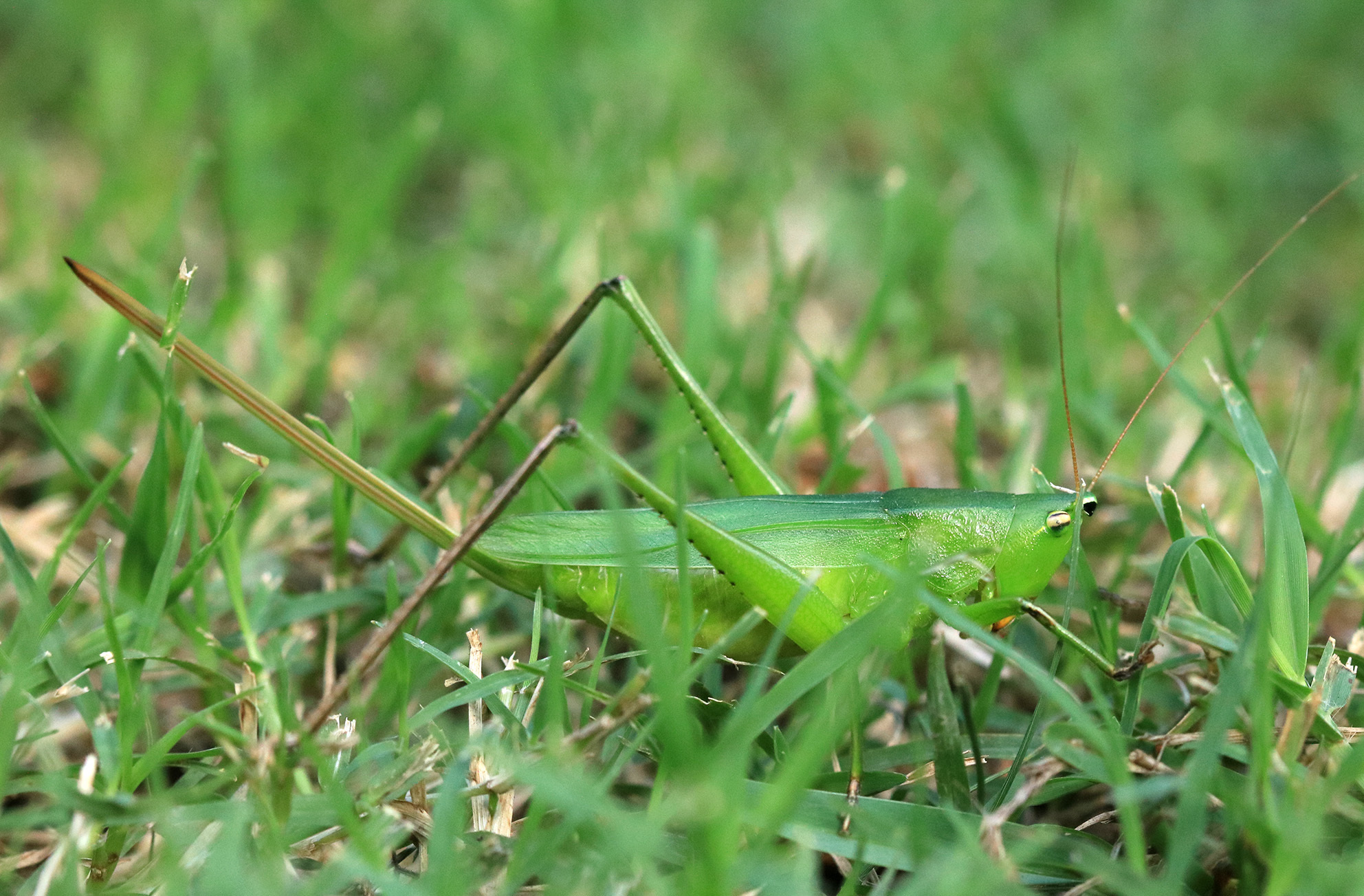 Neoconocephalus brevis (Redtenbacher, 1891): female (Buenos Aires, Gonnet, February 2019). (Otu).