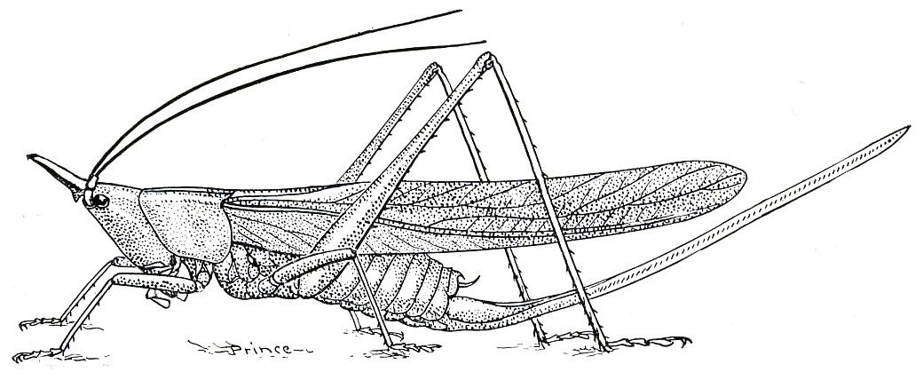 Neoconocephalus exiliscanorus (Davis, 1887): Fig. 171. female habitus (tegmina 40-53 mm, ovipositor 35-47 mm). (Otu).