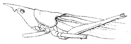 Neoconocephalus flavirostris (Redtenbacher, 1891): Pl. III, Fig. 27. head and pronotum, lateral view (probably female, pronotum length 8 mm). (Otu).