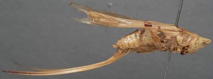 CollectionObject 1505701; a91890f7-3077-4e69-b78a-29794acc7b91: female, lateral view (syntype). (CollectionObject).