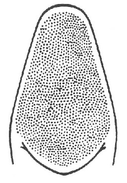 Neoconocephalus lyristes (Rehn & Hebard, 1905): shape and coloration of cone, ventral view. (Otu).