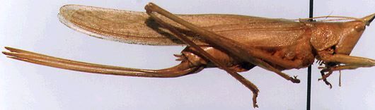 Neoconocephalus nebrascensis (Bruner, 1891): female, lateral view (paralectotype). (Otu).