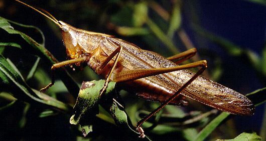 Neoconocephalus palustris (Blatchley, 1893): male (Storrs, CT, USA) (not a type). (Otu).