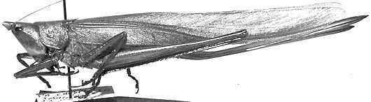 Neoconocephalus bivocatus Walker, Whitesell & Alexander, 1973: female (allotype). (Otu).
