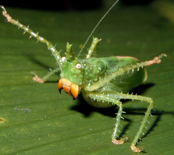 Panacanthus pallicornis (Walker, 1869): male in defensive posture (Bitaco, Colombia). (Otu).