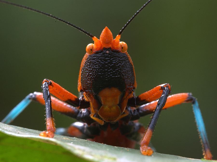 Plastocorypha vandikana Karsch, 1896: female face. (Otu).