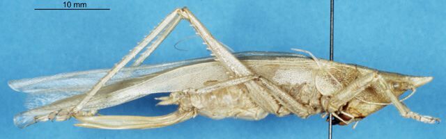 CollectionObject 1506942; 1b8e99f6-fca2-46c6-83b3-c5051a720c2a: female, lateral view (syntype). (CollectionObject).