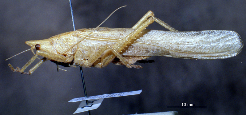 CollectionObject 1503980; ca9da060-77ad-42a0-9f32-efd531414b86: male, lateral view. (CollectionObject).