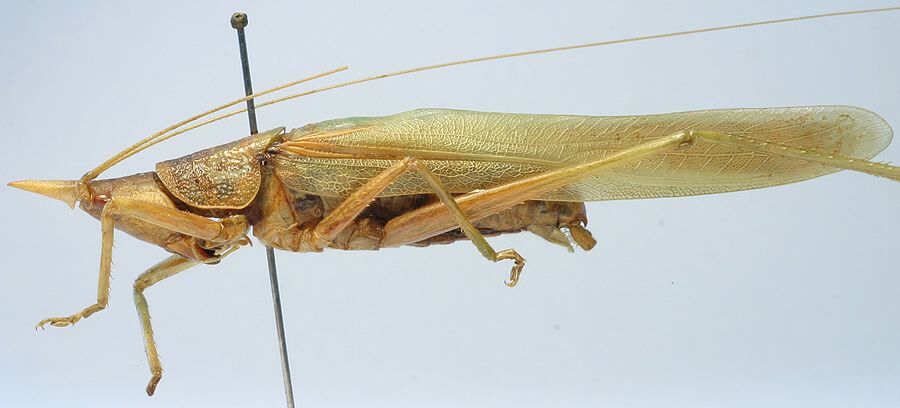 CollectionObject 1516866; 057dffdd-ce96-429e-8c55-ec5cc2836f1e: male, lateral view (holotype). (CollectionObject).