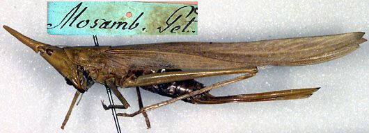 CollectionObject 1500326; f5c200fa-c8d8-48fe-bad7-509dc2ccddcf: female, lateral view (holotype). (CollectionObject).