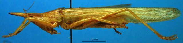 CollectionObject 1502483; d6809007-1187-4cc4-9c4e-87398e519fec: male, lateral view (Pyrgocorypha hastata). (CollectionObject).