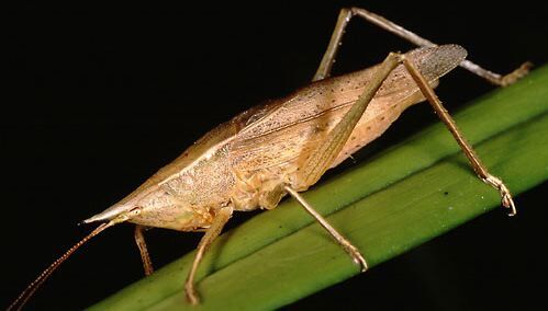Pseudorhynchus mimeticus (Redtenbacher, 1891): male (Australia, NSW, Bawley Point). (Otu).