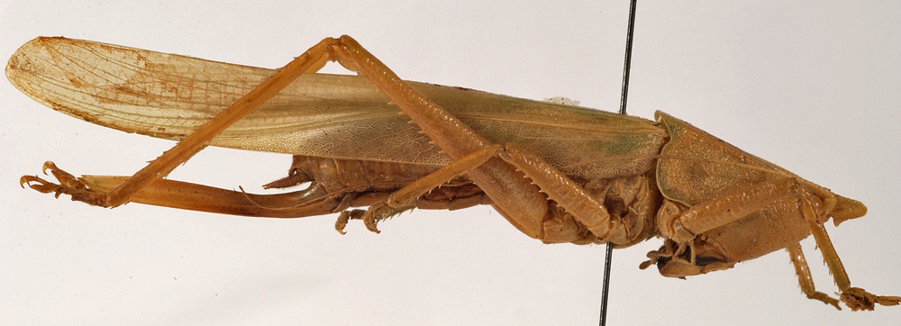 CollectionObject 1534492; fa6695e5-18bd-40fd-a529-1f3024bb5272: female, lateral view (syntype). (CollectionObject).