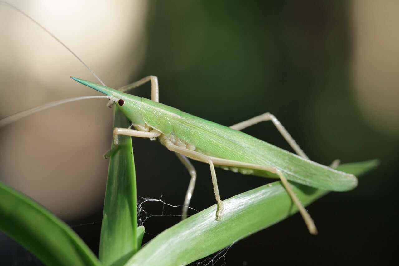 Pseudorhynchus pungens pungens (Schaum, 1853): female. (Otu).