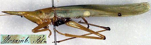 CollectionObject 1500327; 8d70b8f3-29b2-4967-867b-27fdbb6b7acf, MfN 1184: female, lateral view (holotype). (CollectionObject).