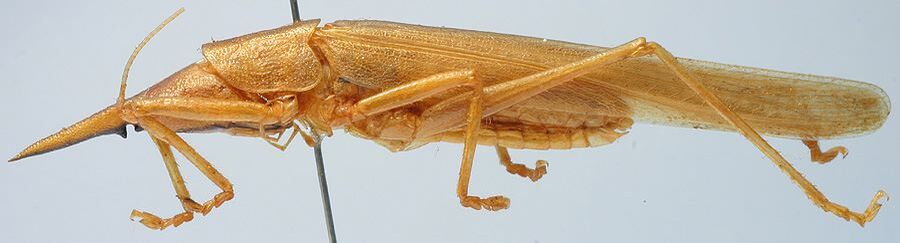 CollectionObject 1516873; 0587663a-8090-40c0-99a1-82f42caccae3: male, lateral view (holotype). (CollectionObject).