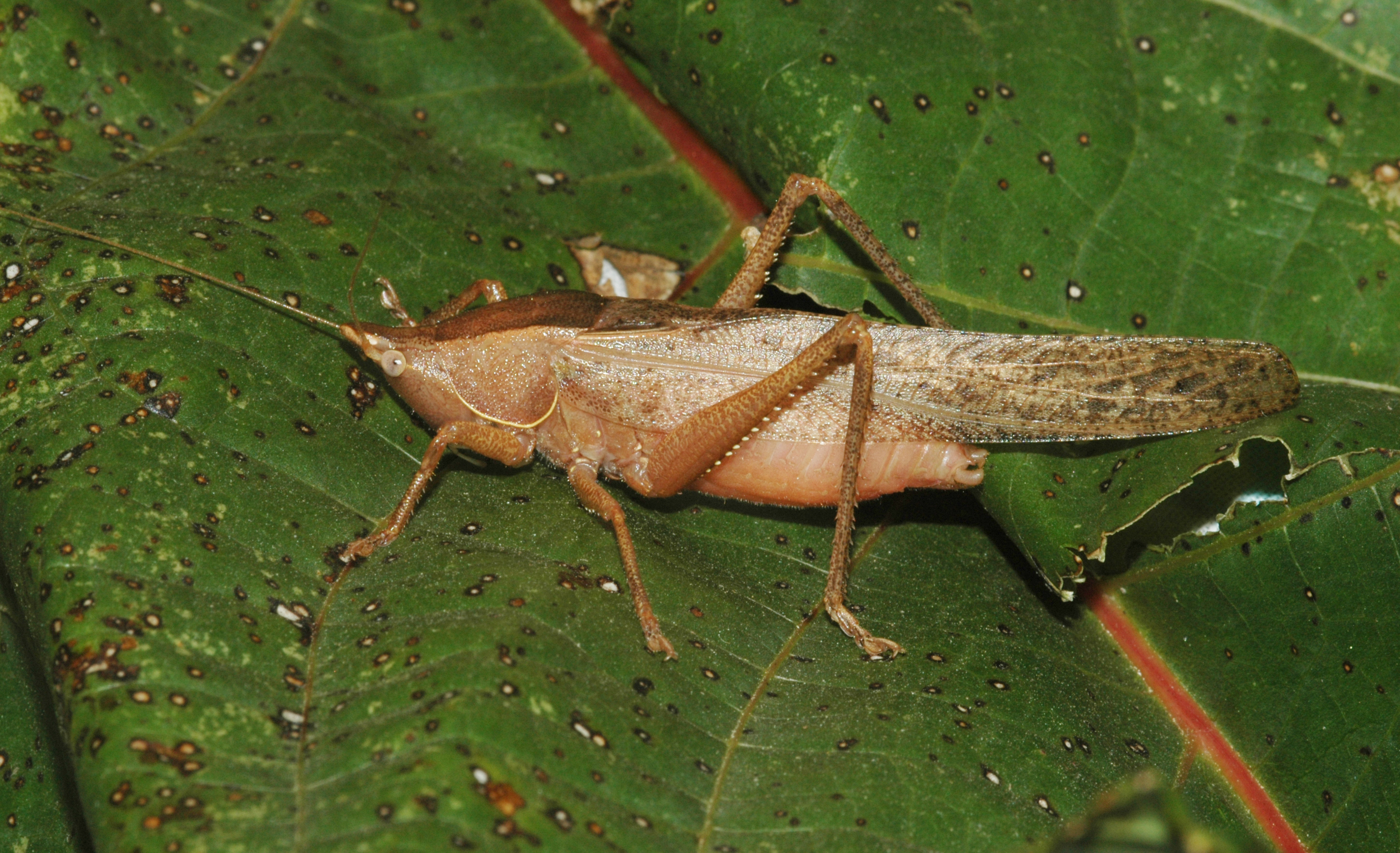 Pyrgocorypha hamata (Scudder, 1878): male. (Otu).
