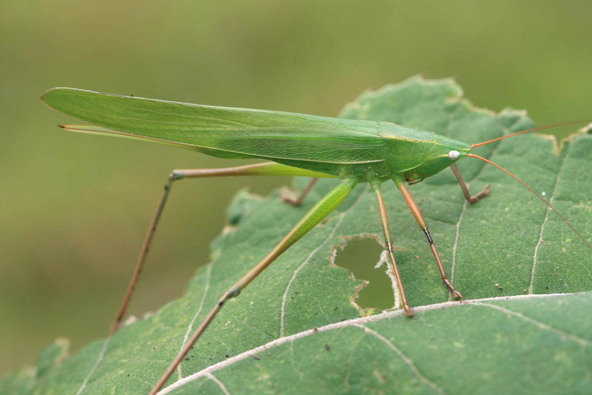 Ruspolia differens (Serville, 1838): female (Tanzania, Ngurdoto Arusha National Park). (Otu).