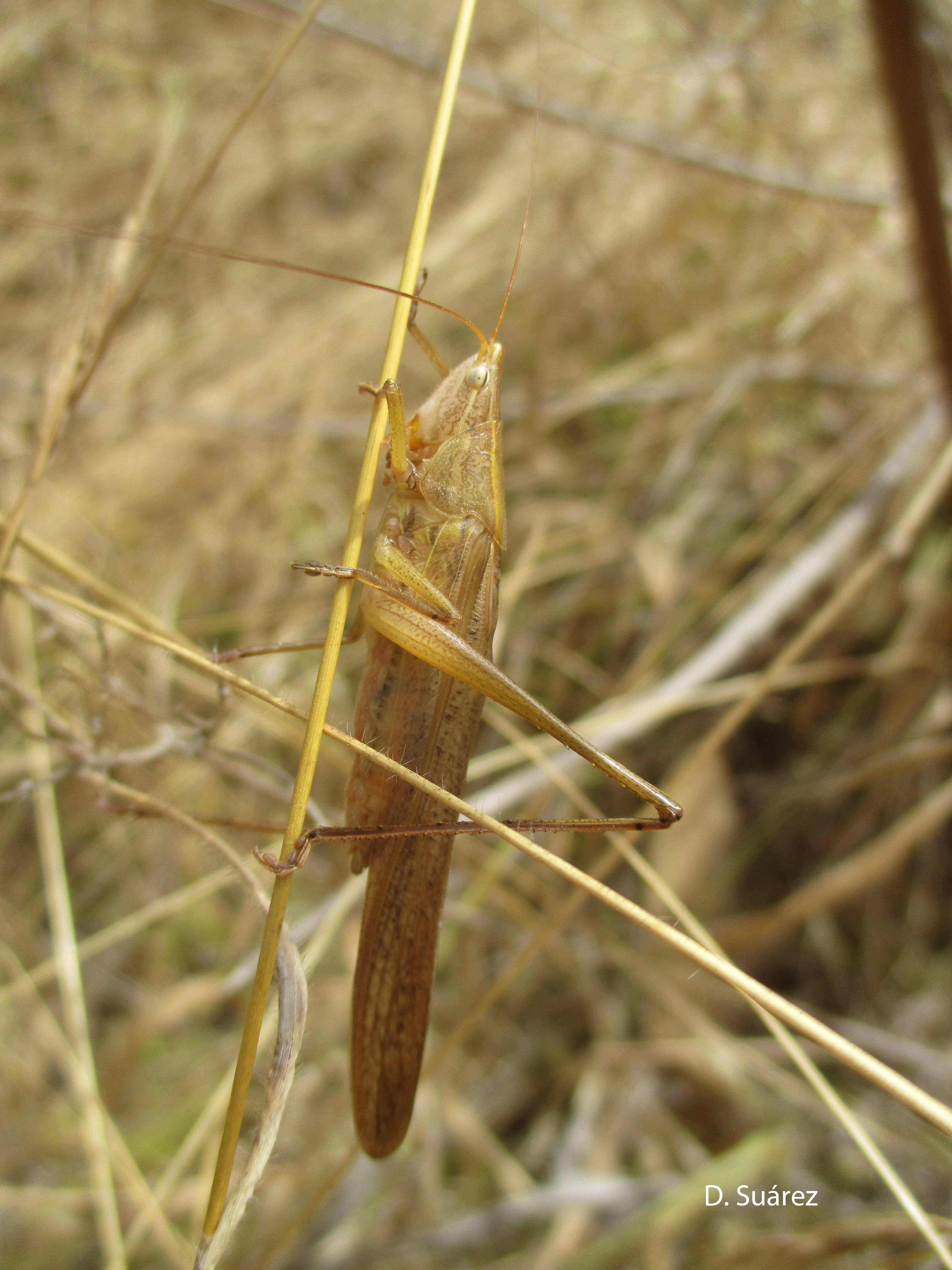 Ruspolia nitidula (Scopoli, 1786): Individual from Gran Canaria (Canary Islands). (Otu).