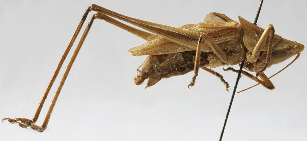 CollectionObject 1539656; da9ef77c-1a5c-4aa9-9fda-54b3cb3beb33: male, lateral view (lectotype of Homorocoryphus brevipennis). (CollectionObject).