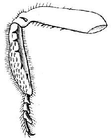 Amblylakis leprosipes Saussure, 1899: female front leg. (Otu).