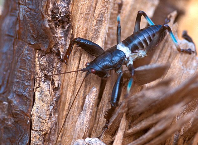 Colossopus grandidieri Saussure, 1899: male, dorsolateral view. (Otu).
