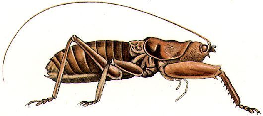 Colossopus redtenbacheri (Brongniart, 1897): male. (Otu).