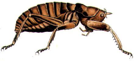Oncodopus zonatus Brongniart, 1897: male. (Otu).