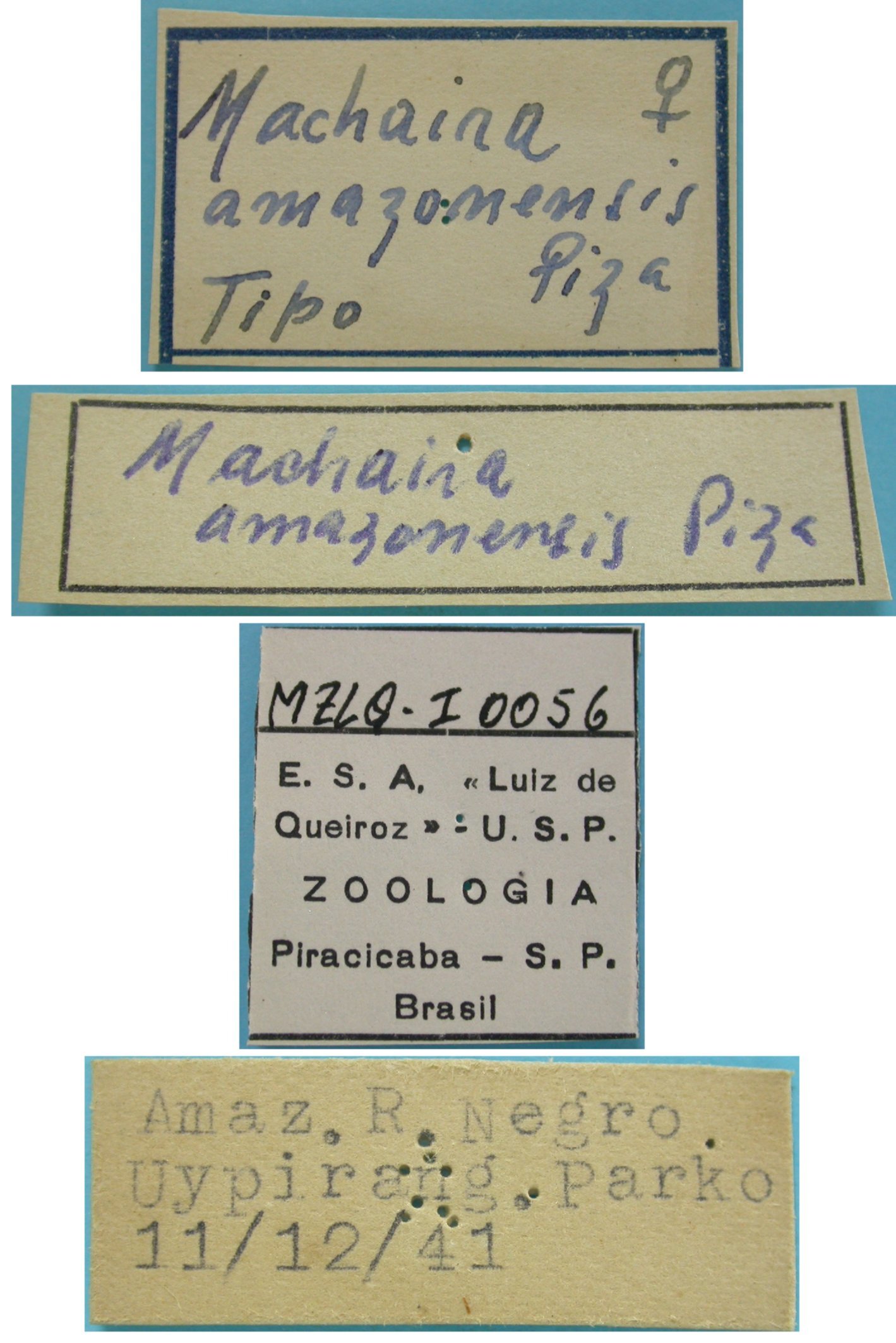 CollectionObject 1542649; DEES #10156, f4c1bc2e-671d-4730-b633-deca37f48c78: female, labels (holotype). (CollectionObject).