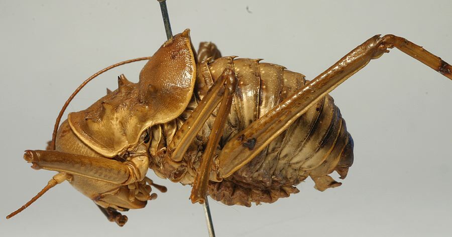 Acanthoplus discoidalis (Walker, 1869): male, lateral view (holotype of Acanthoplus desertorum). (Otu).