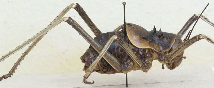 CollectionObject 1497410; cc28f471-bcfd-45ef-b48f-0c74e21dfe0c: male, lateral view. (CollectionObject).