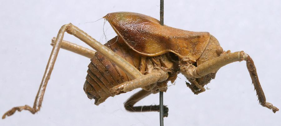 CollectionObject 1535053; c501808f-fc30-453a-bf47-5b87737d3b1a: male, lateral view (syntype). (CollectionObject).