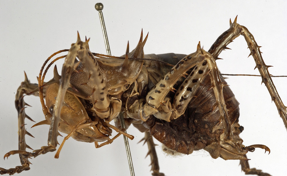 CollectionObject 1529671; 723bd581-d494-450a-84d2-070087f3428a: female habitus, lateral view (holotype). (CollectionObject).