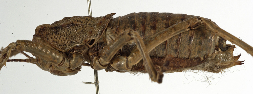 CollectionObject 1529672; f63ba8f6-2070-45a5-9328-9749b3c6e648: female, lateral view (syntype). (CollectionObject).