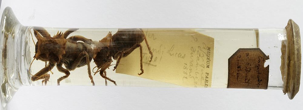 Enyaliopsis durandi (Lucas, 1884): specimen container (syntypes). (Otu).