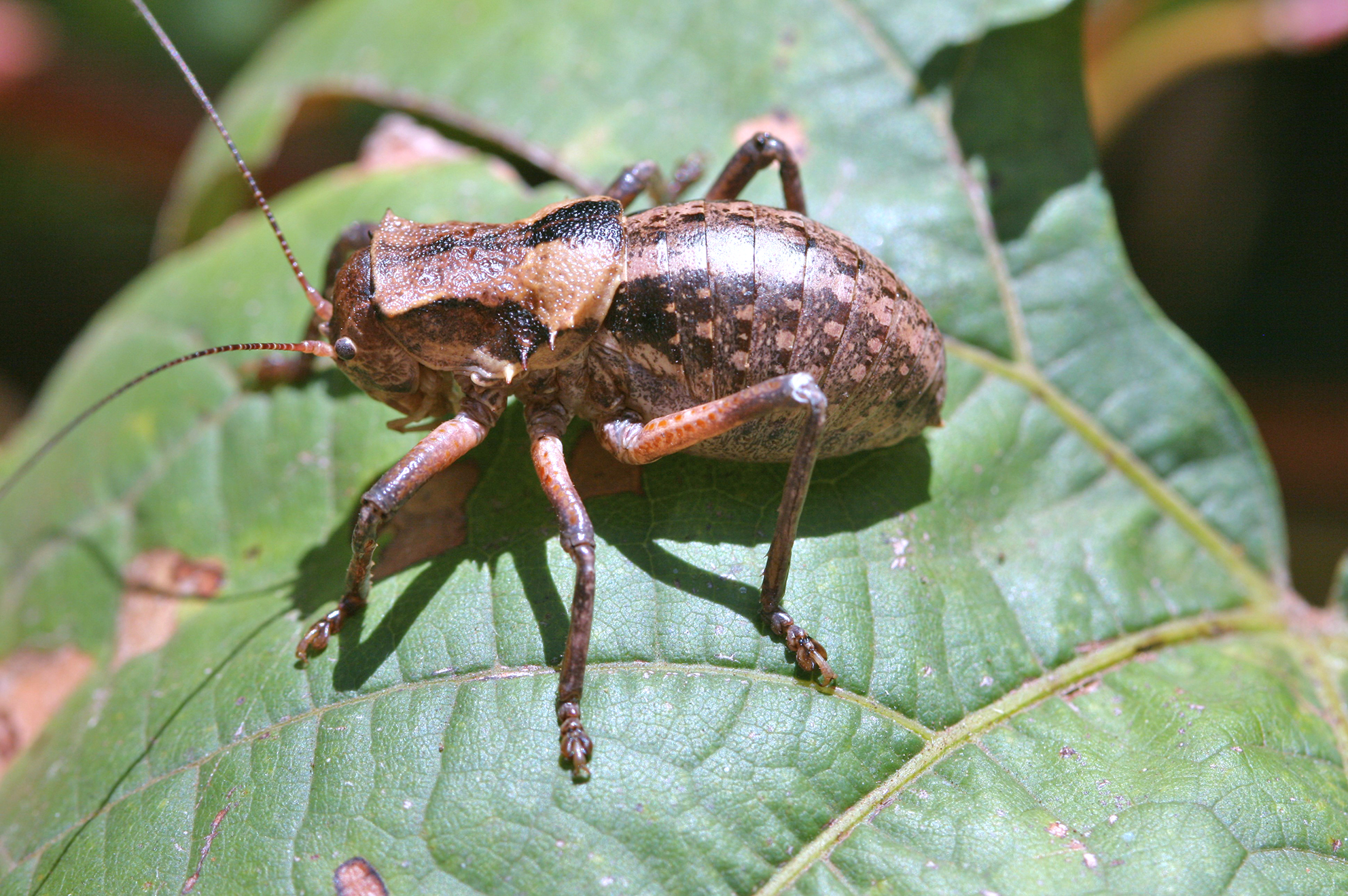 Enyaliopsis ephippiatus (Gerstaecker, 1869): male (Tanzania, North Pare, Lembeni). (Otu).