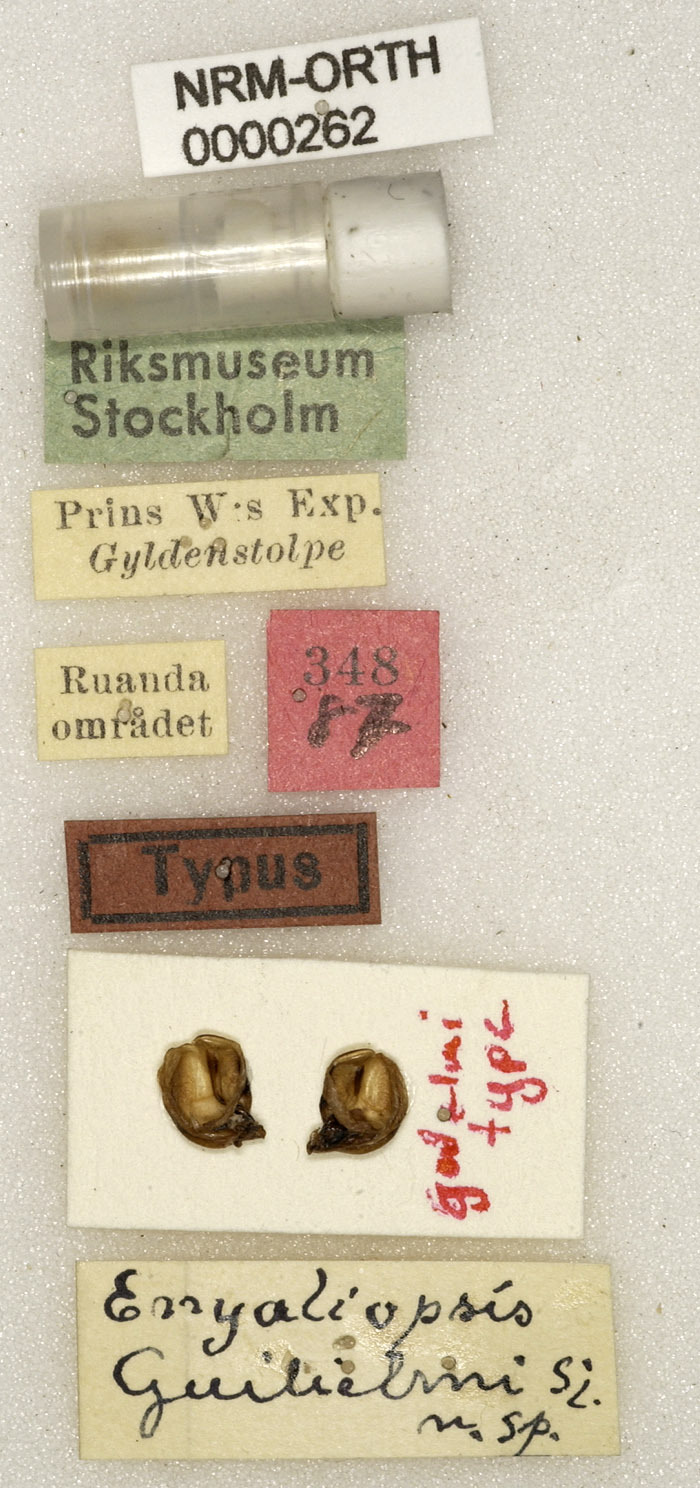 CollectionObject 1529673; e415c9ea-4c04-46f5-acf2-c06c459fd54e: labels (holotype). (CollectionObject).
