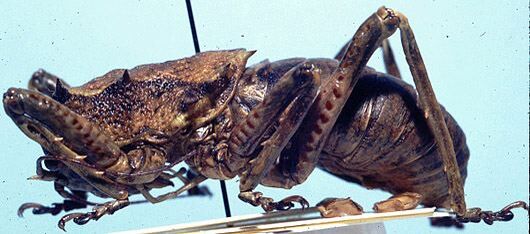 CollectionObject 1522271; bf64965f-ed4f-4f1e-b8c5-d4dea4f43d55: male (holotype). (CollectionObject).