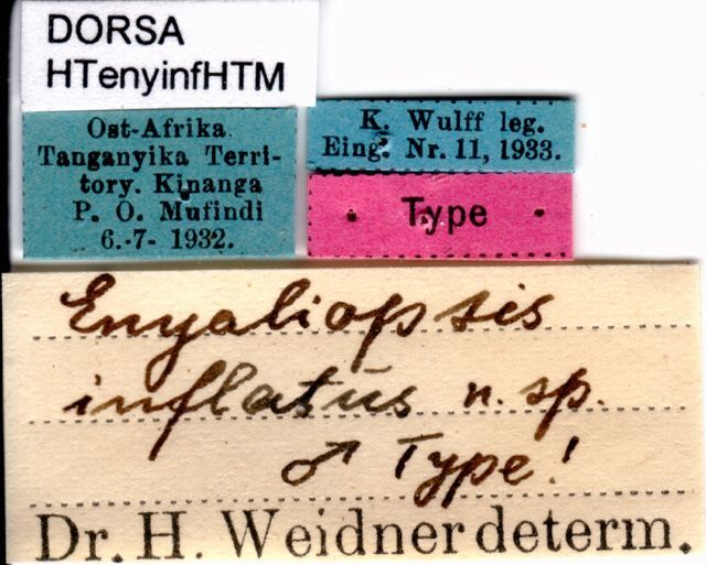 CollectionObject 1506965; c6f43fa2-2343-4648-8df6-99d90e9c8316: labels (holotype). (CollectionObject).
