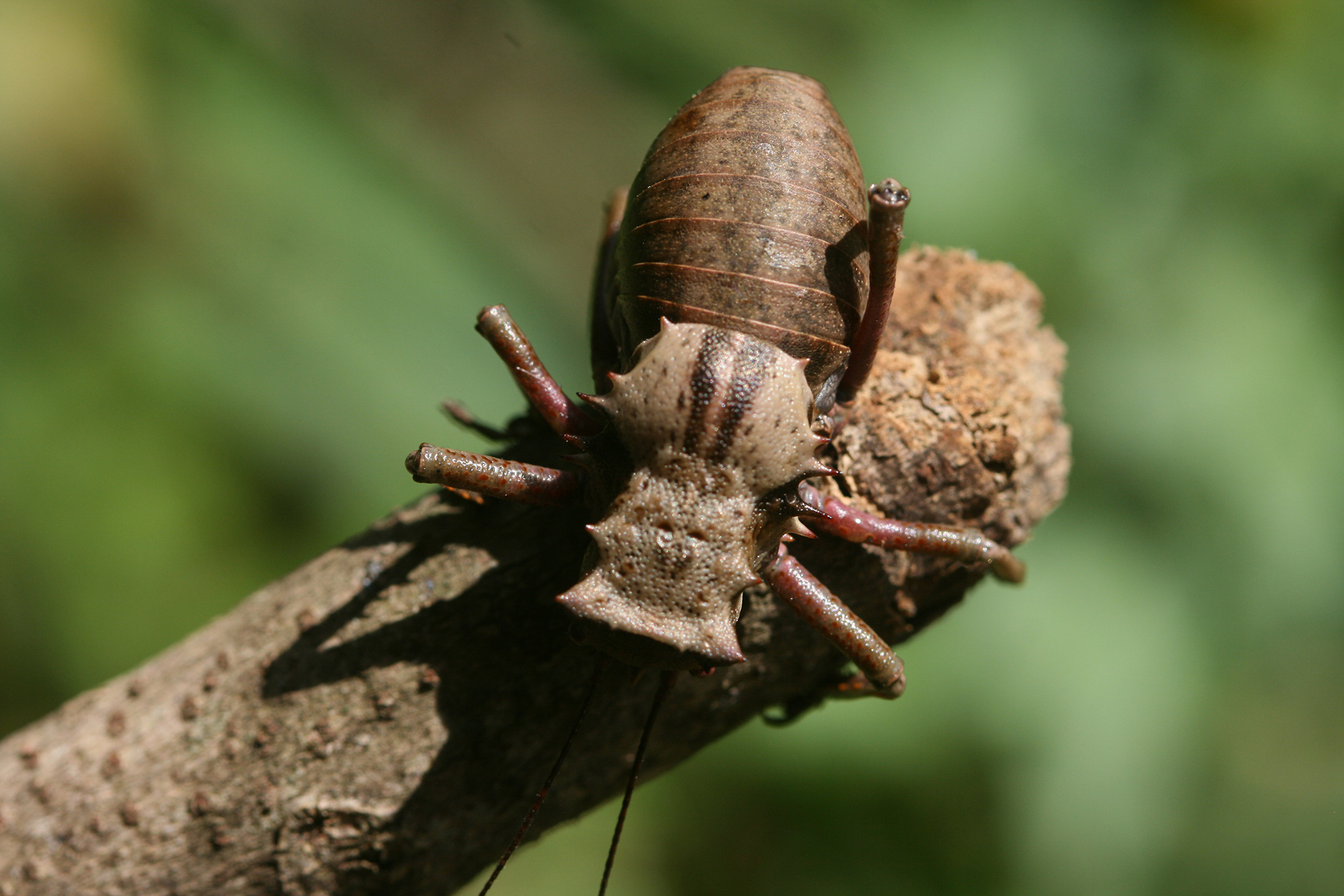 Enyaliopsis jennae Glenn, 1991: male (Tanzania, Uluguru Mountains, forest above Morningside). (Otu).