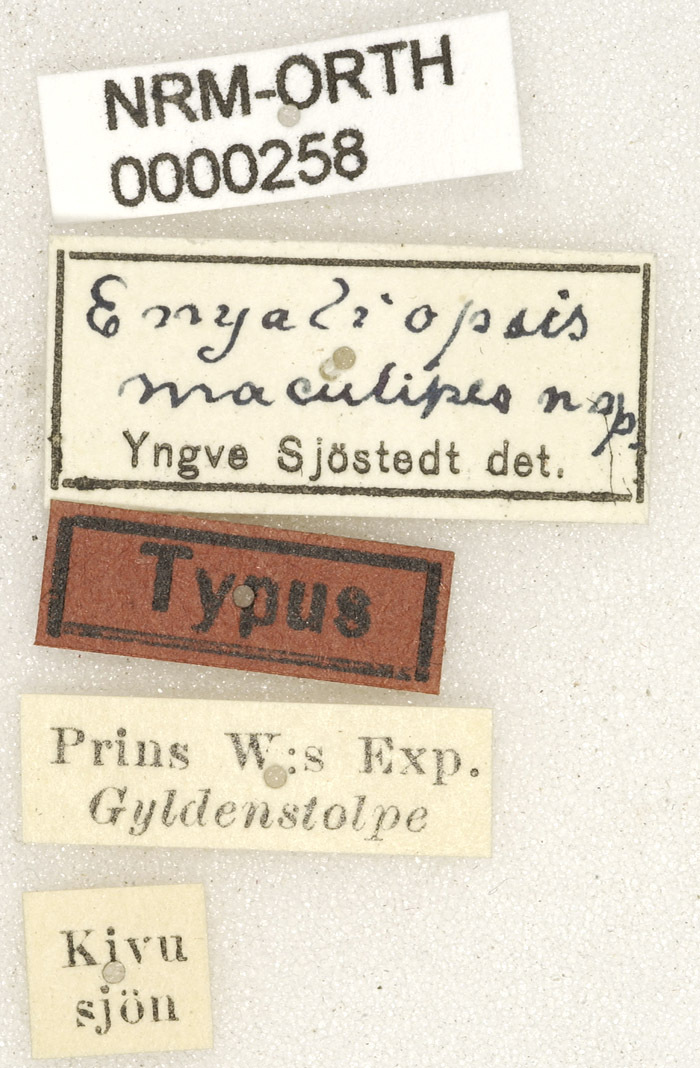 CollectionObject 1529674; 65fb1b3a-329f-4d50-8fd5-97254ad2659b: labels (holotype). (CollectionObject).