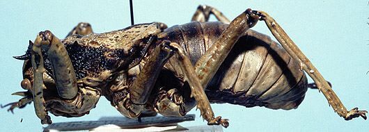 CollectionObject 1522273; c7a81608-dceb-4598-8720-4731387e0725: male (holotype). (CollectionObject).