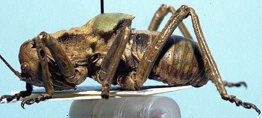 CollectionObject 1522275; be690009-ba6e-4cb2-badf-9d699a0a1327: male (holotype). (CollectionObject).