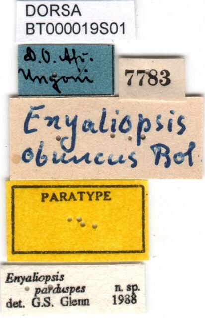 Enyaliopsis parduspes Glenn, 1991: male labels (paratype). (Otu).