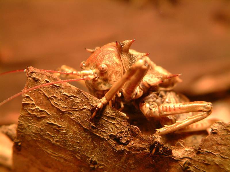 Enyaliopsis petersii (Schaum, 1853): individual from Arusha, Tanzania. (Otu).